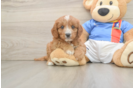 Best Cavapoo Baby