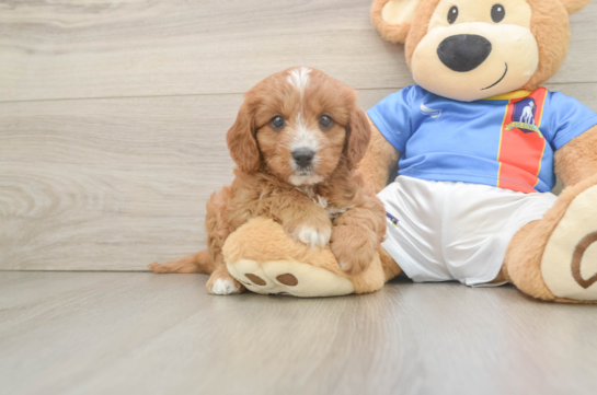 Best Cavapoo Baby