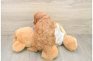 Cavapoo Puppy for Adoption