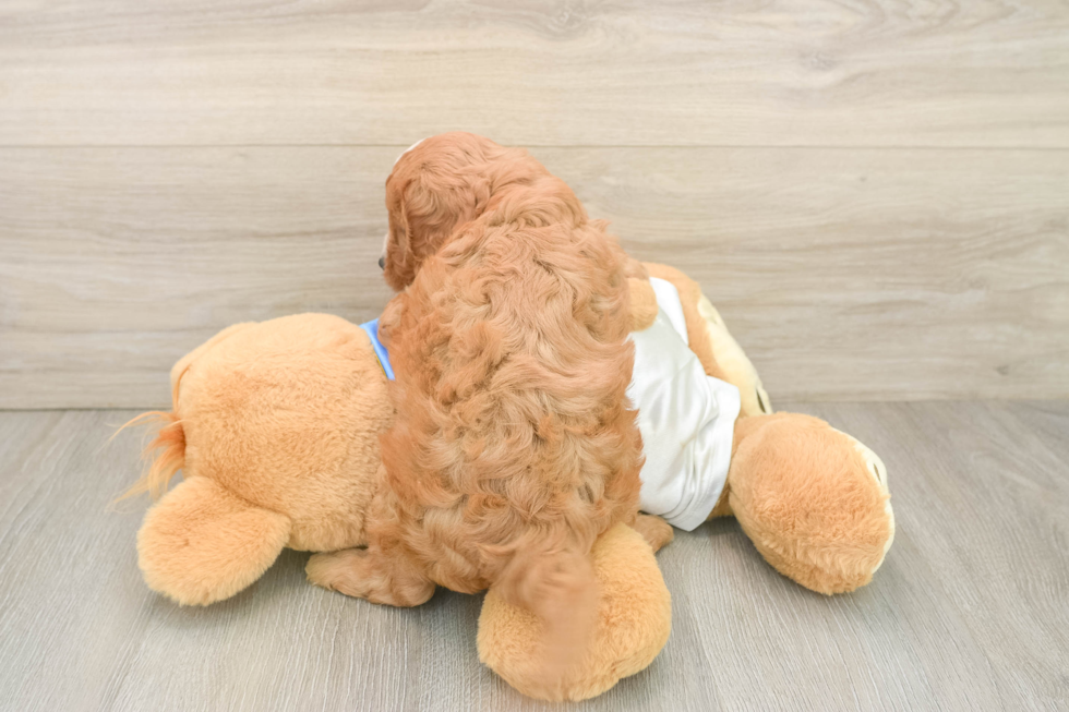 Cavapoo Puppy for Adoption