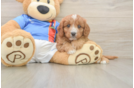 Sweet Cavapoo Baby
