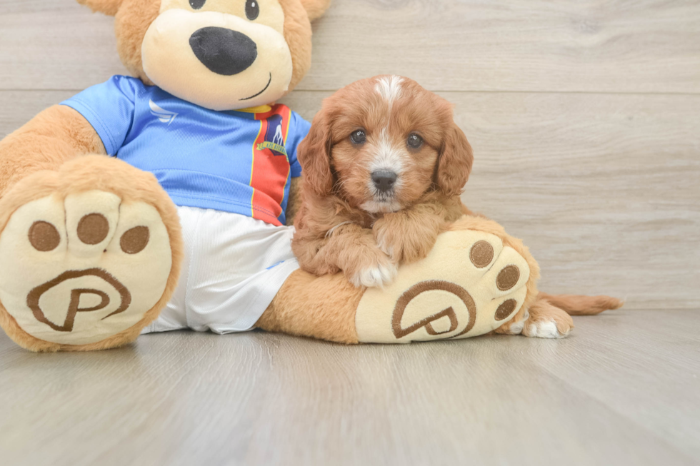 Sweet Cavapoo Baby