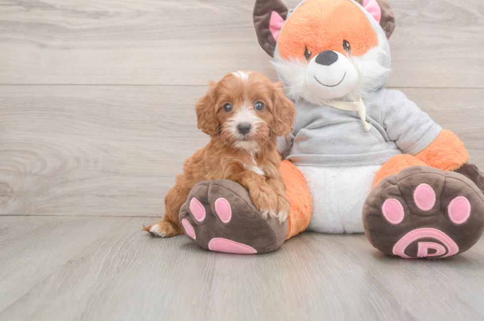 5 week old Cavapoo Puppy For Sale - Premier Pups
