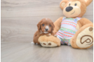 Cavapoo Puppy for Adoption