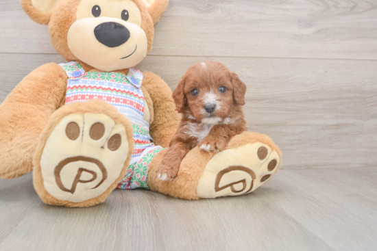 Best Cavapoo Baby