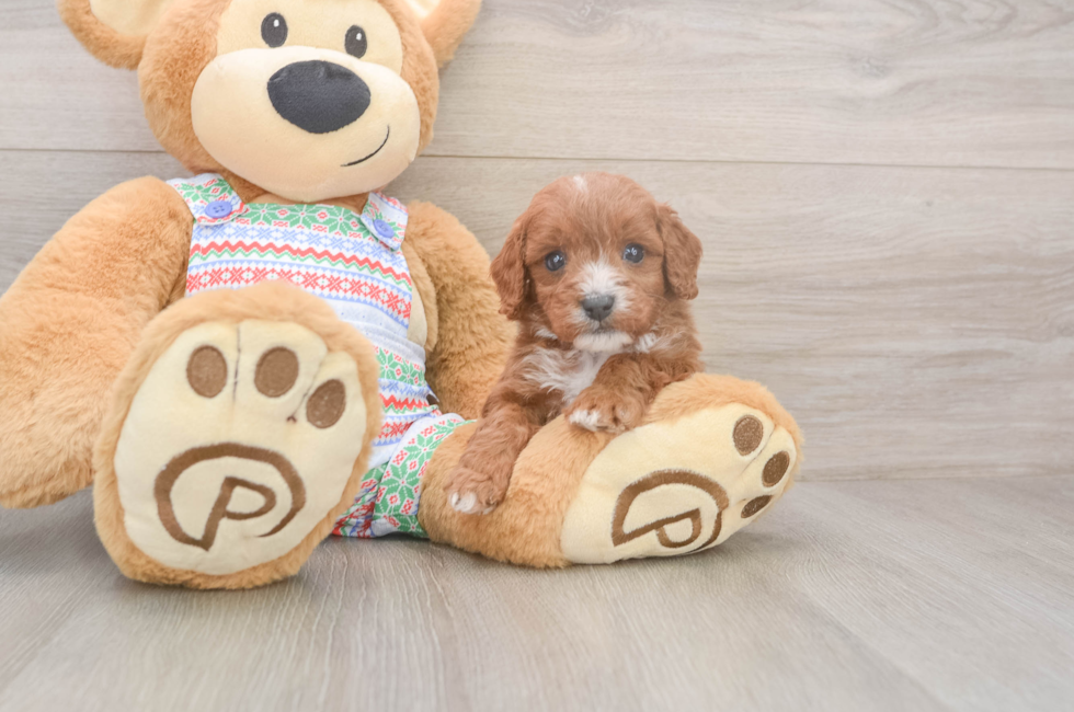 5 week old Cavapoo Puppy For Sale - Premier Pups