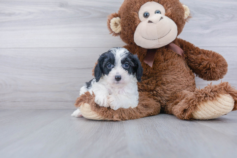 Cavapoo Pup Being Cute