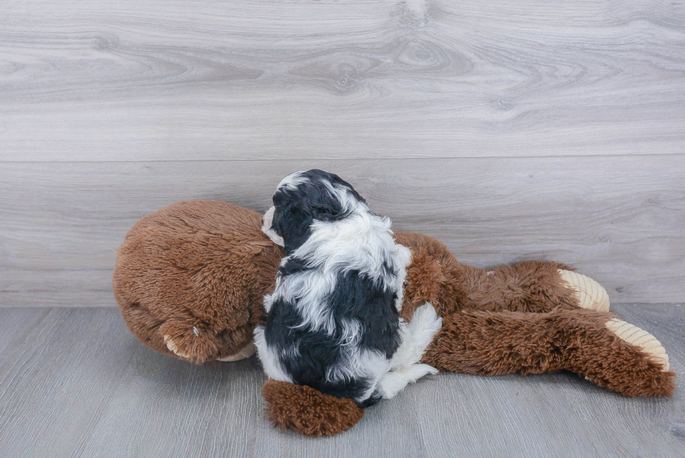 Funny Cavapoo Poodle Mix Pup