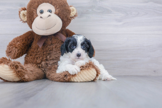 Popular Cavapoo Poodle Mix Pup