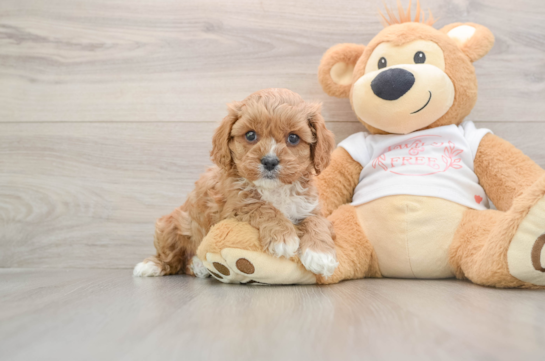 Fluffy Cavapoo Poodle Mix Pup