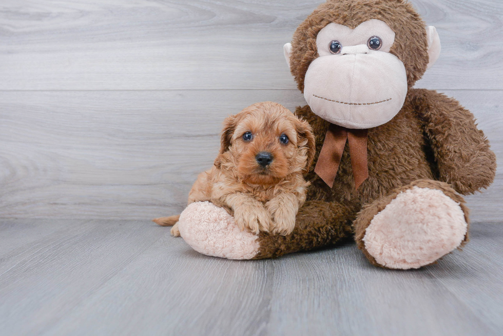 Adorable Cavoodle Poodle Mix Puppy