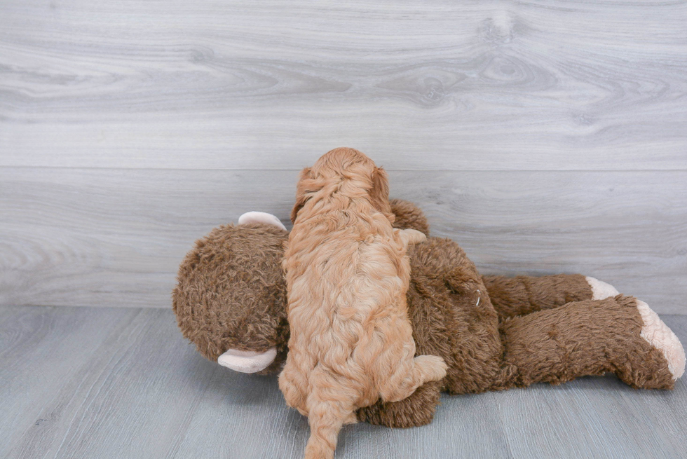 Cavapoo Pup Being Cute