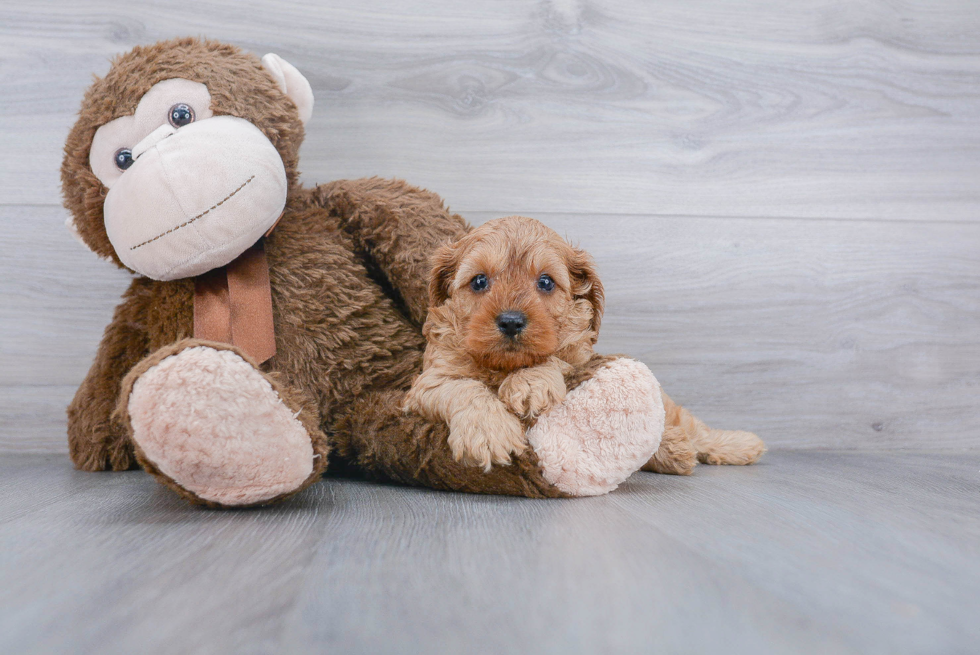 Cavapoo Pup Being Cute