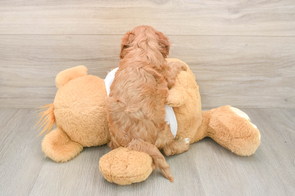 Sweet Cavapoo Baby