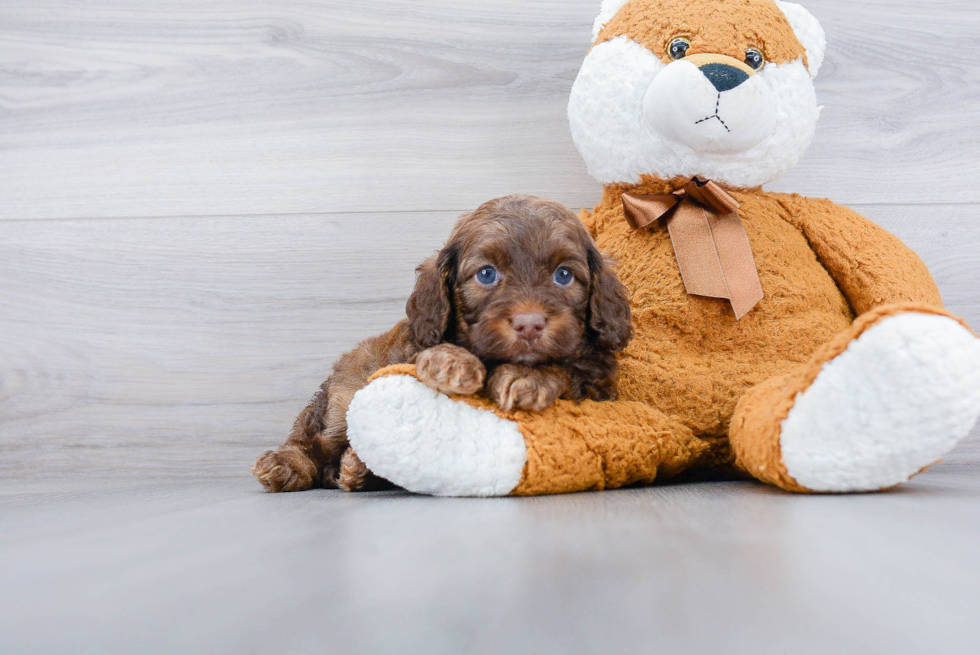 Playful Cavoodle Poodle Mix Puppy