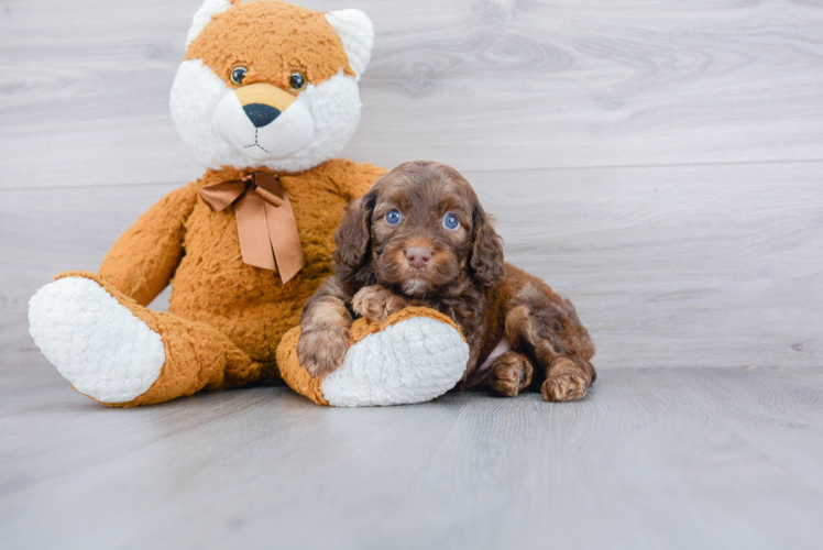 Hypoallergenic Cavoodle Poodle Mix Puppy