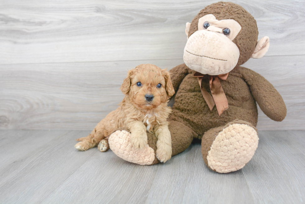 Friendly Cavapoo Baby