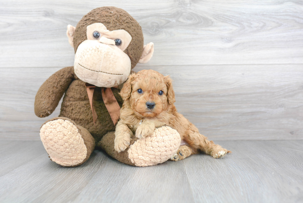 Cavapoo Puppy for Adoption