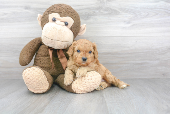 Cavapoo Puppy for Adoption