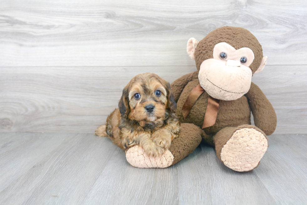 Petite Cavapoo Poodle Mix Pup