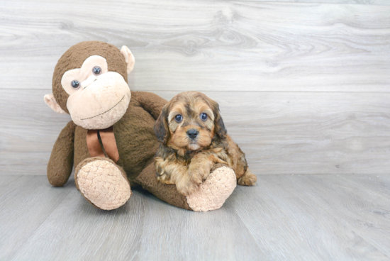 Cavapoo Pup Being Cute