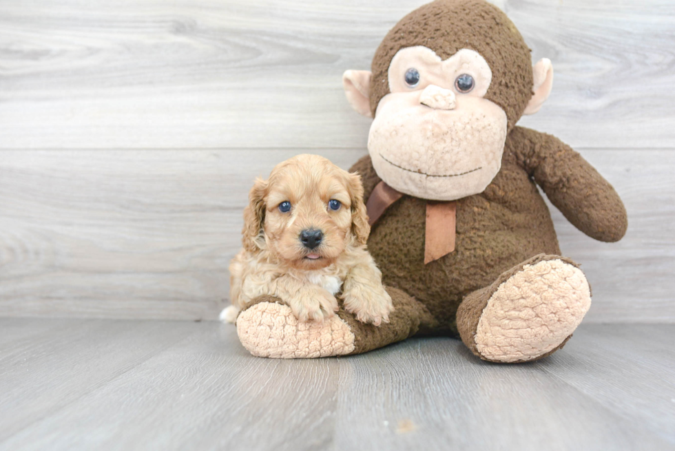 Playful Cavoodle Poodle Mix Puppy