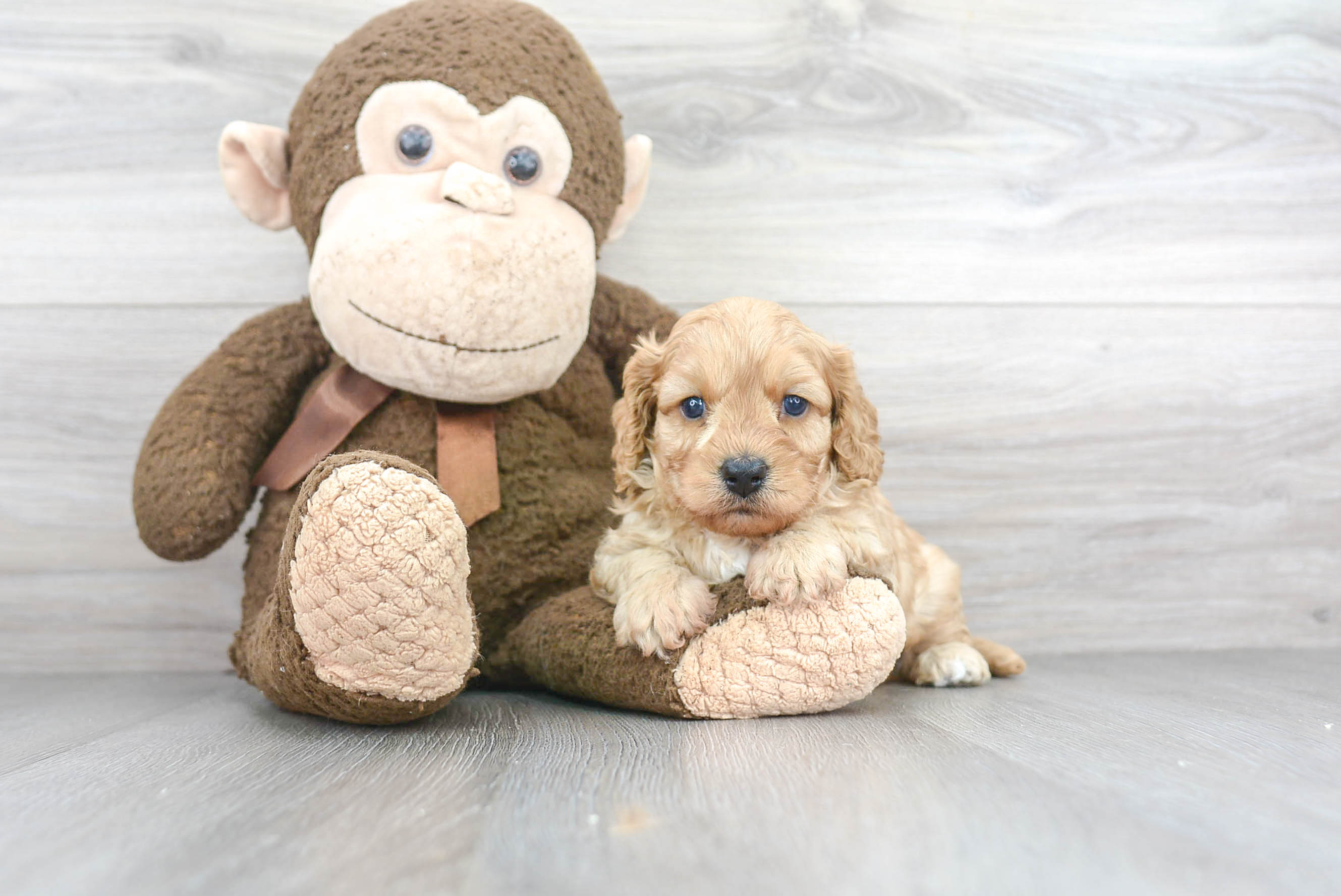 Cavapoo Puppy for Adoption