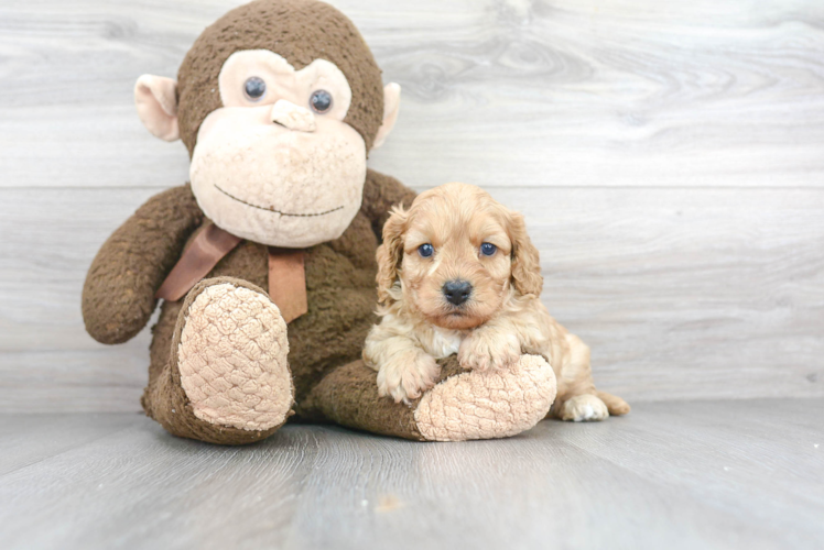 Cavapoo Puppy for Adoption