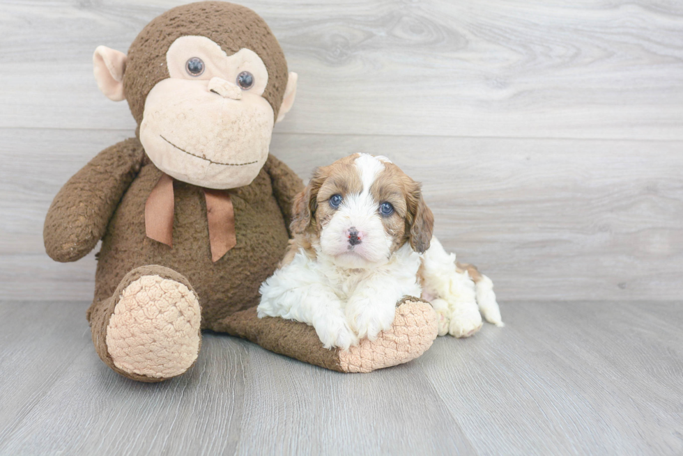 Little Cavoodle Poodle Mix Puppy