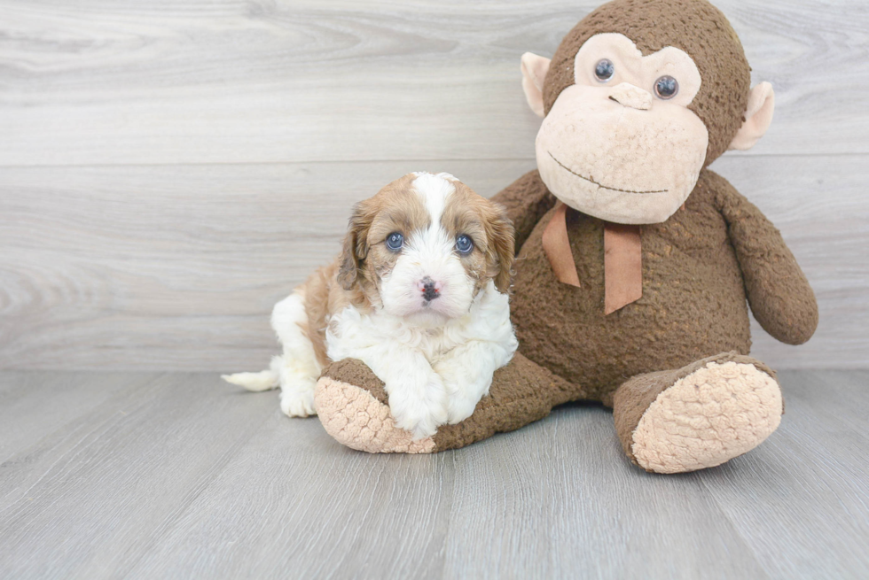 Fluffy Cavapoo Poodle Mix Pup