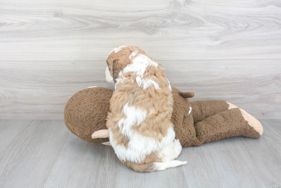 Popular Cavapoo Poodle Mix Pup