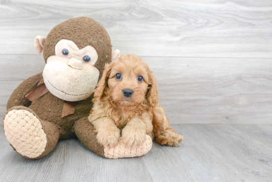 Friendly Cavapoo Baby