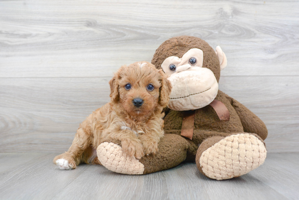 Cavapoo Pup Being Cute