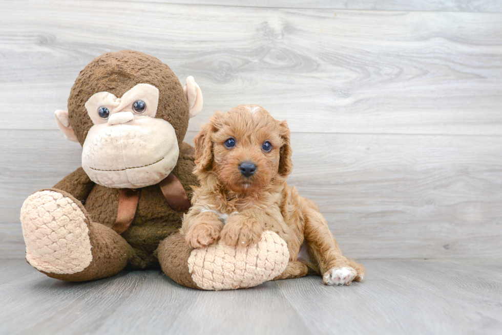 Fluffy Cavapoo Poodle Mix Pup