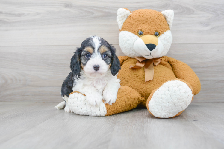 Petite Cavapoo Poodle Mix Pup