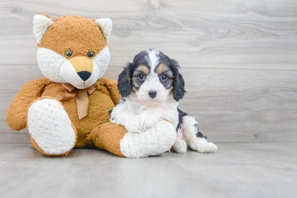 Best Cavapoo Baby