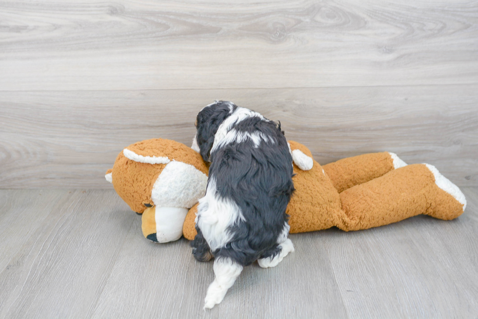 Hypoallergenic Cavoodle Poodle Mix Puppy