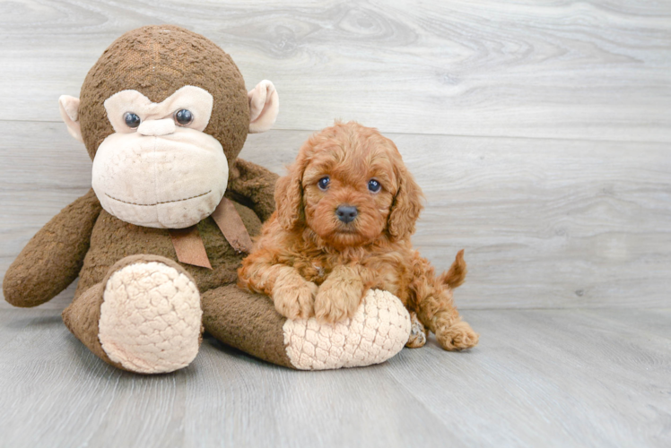 Playful Cavoodle Poodle Mix Puppy