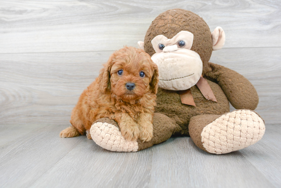 Small Cavapoo Baby