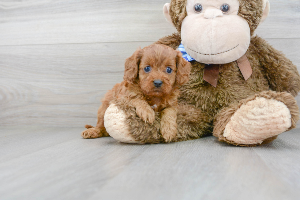 Energetic Cavoodle Poodle Mix Puppy