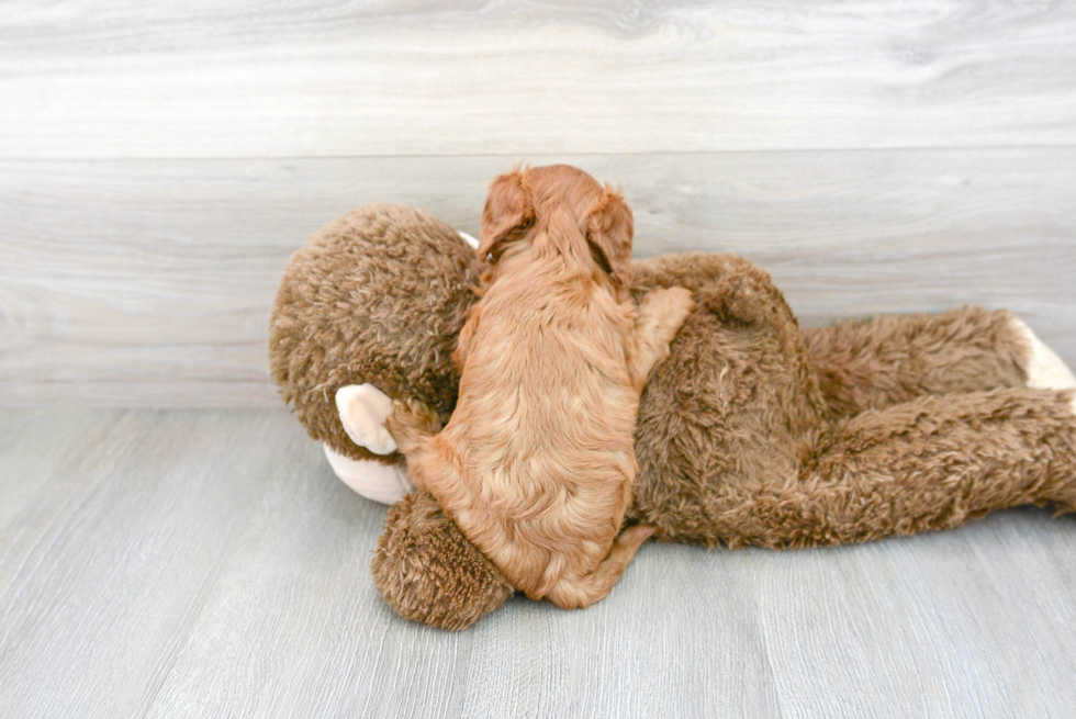 Best Cavapoo Baby