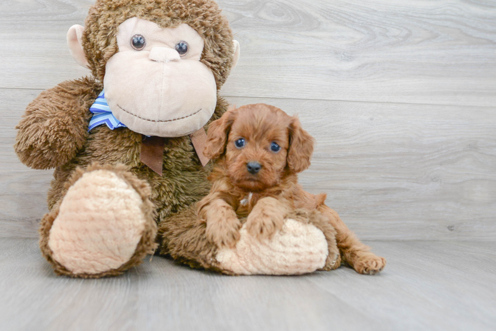 Best Cavapoo Baby