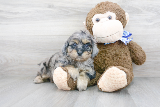 Best Cavapoo Baby