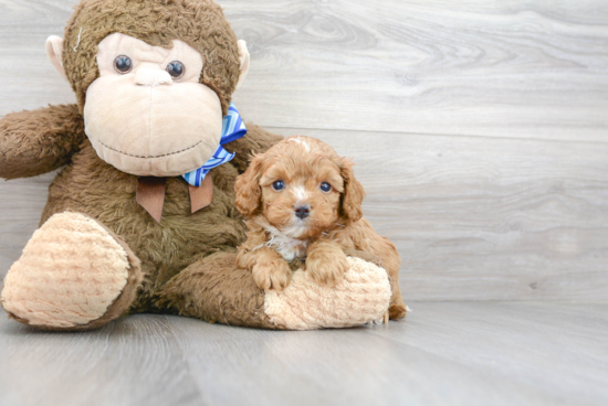 Best Cavapoo Baby