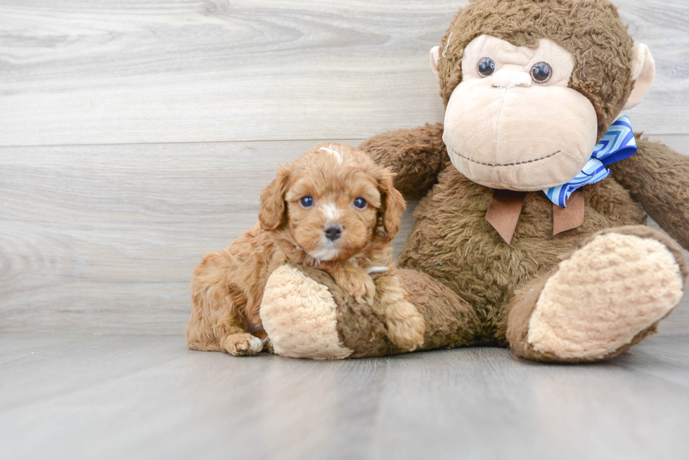 Cavapoo Pup Being Cute