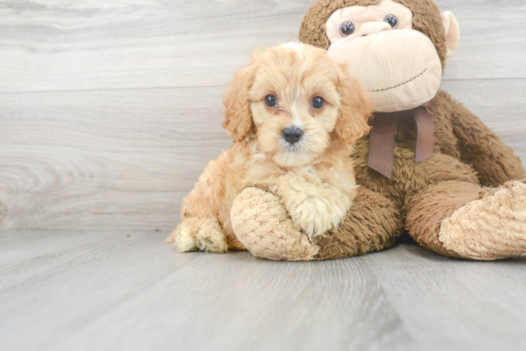 Cavapoo Pup Being Cute