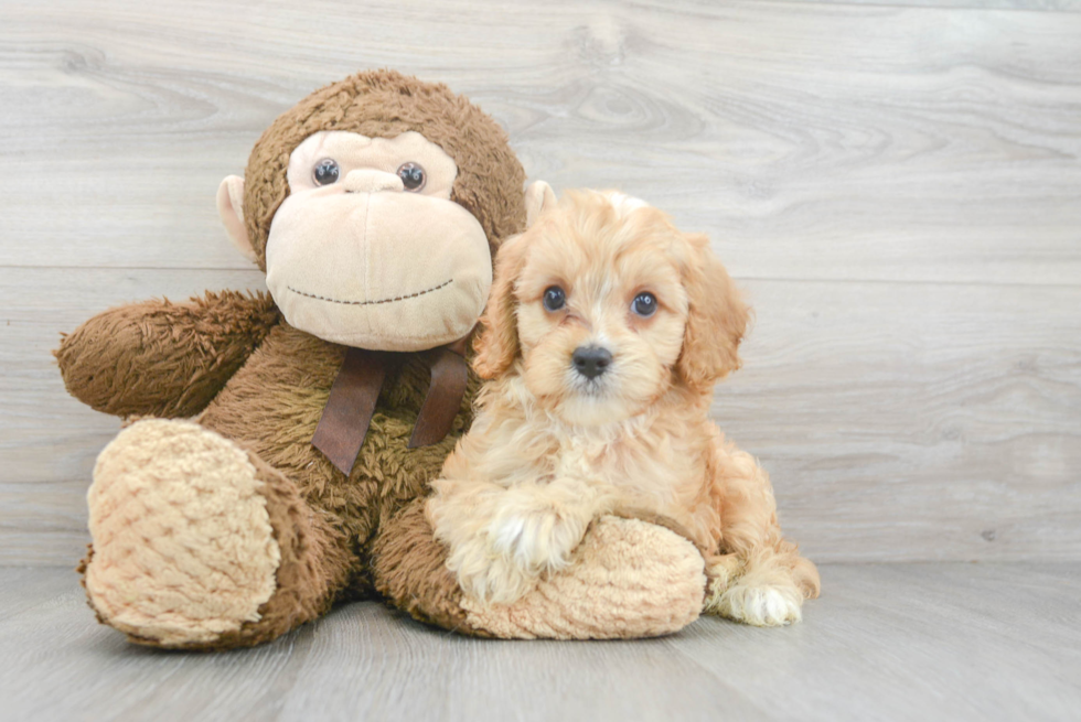 Best Cavapoo Baby