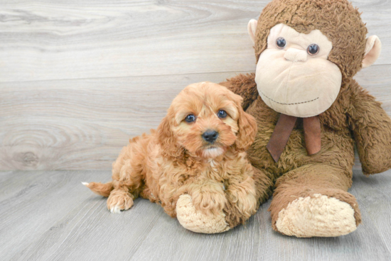 Best Cavapoo Baby