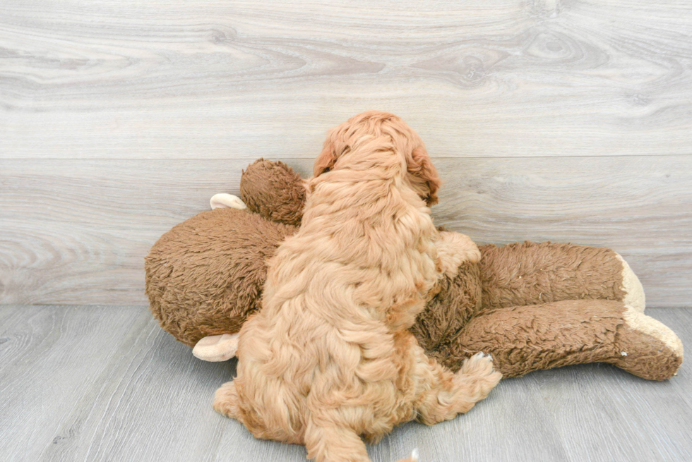 Energetic Cavoodle Poodle Mix Puppy