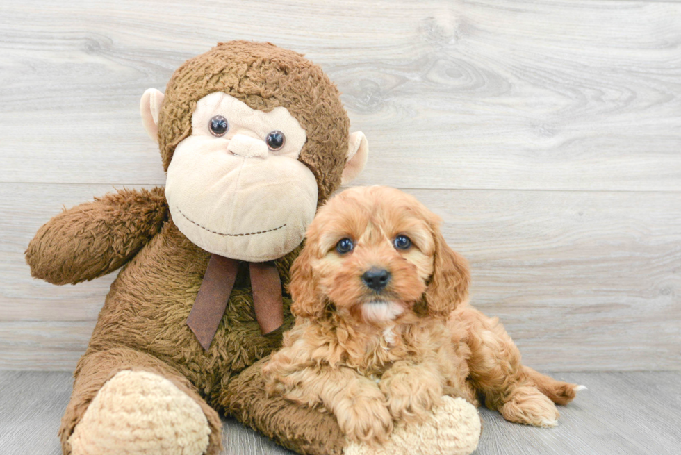 Cavapoo Pup Being Cute